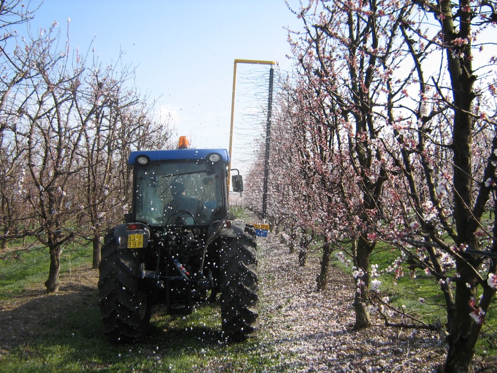 Vigneto e frutteto